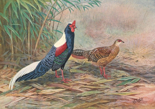 Digital Print - Swinhoe's Kaleege by George Edward Lodge Digital Print - Swinhoe's Kaleege by George Edward Lodge