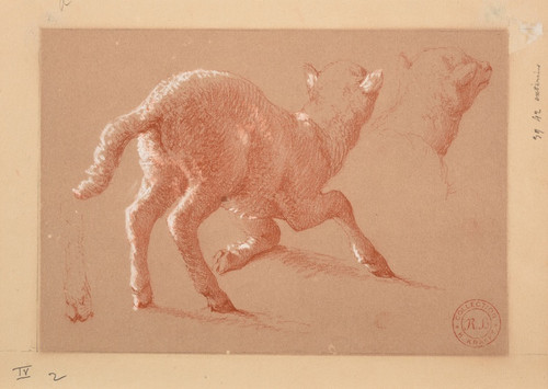Digital Print - Agneau et tudes de tte et de patte by Jacques-Raymond Brascassat
