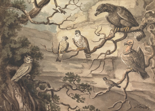 Digital Print - An Owl, an Eagle, Two Falcons, a Vulture and Other Birds Perched in Trees by Samuel Howitt