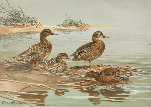 Digital Print - Hawaiian Duck, Oustalet's Gray Duck by Allan Brooks