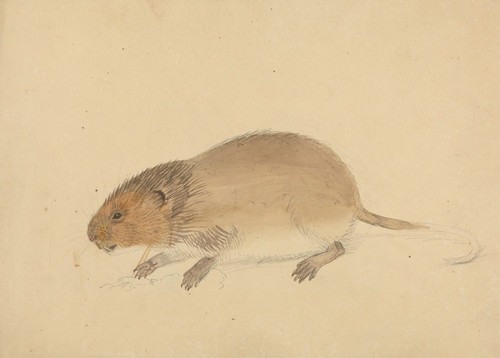 Digital Print - A Vole by James Sowerby Digital Print - A Vole by James Sowerby