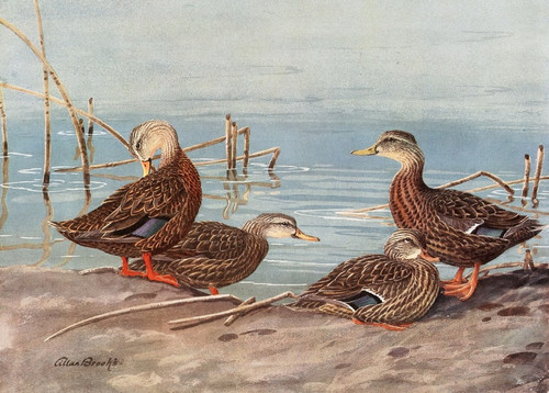 Digital Print - Florida Dusky Duck, Mexican Duck by Allan Brooks