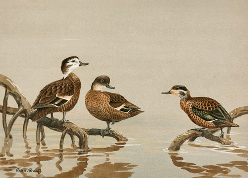 Digital Print - Andaman Teal, Hottentot Teal by Allan Brooks