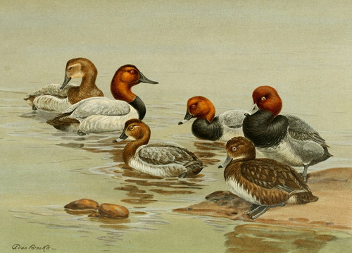 Digital Print - Common Pochard by Allan Brooks