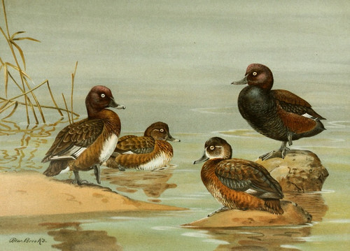 Digital Print - Australian White-Eyed Duck, Southern Pochard by Allan Brooks