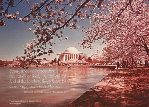 Digital Print - Scenically Yours, Tidal basin at cherry blossom time, Washington, DC by U.S. Information Agency