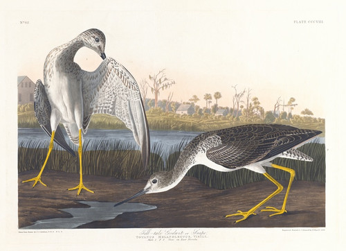 Digital Print - Tell-tale godwit or snipe by John James Audubon