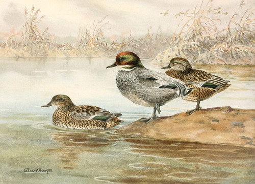 Digital Print - Falcated Teal by Allan Brooks