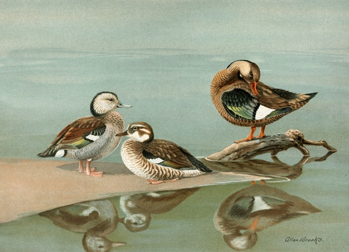 Digital Print - Ring-Necked Teal, Brazilian Teal by Allan Brooks