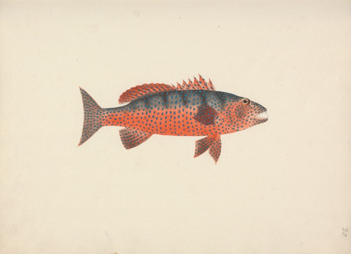 Digital Print - Unidentified Fish by Luigi Balugani