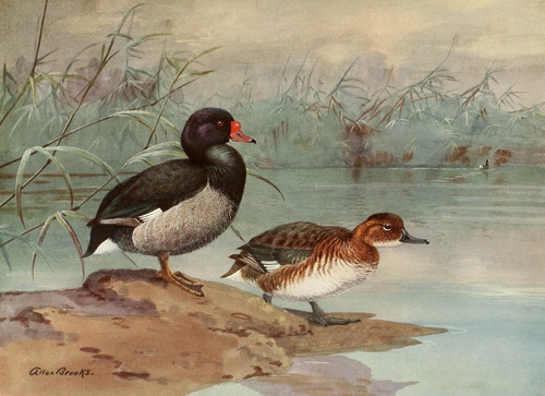 Digital Print - Rosy-Billed Duck by Allan Brooks