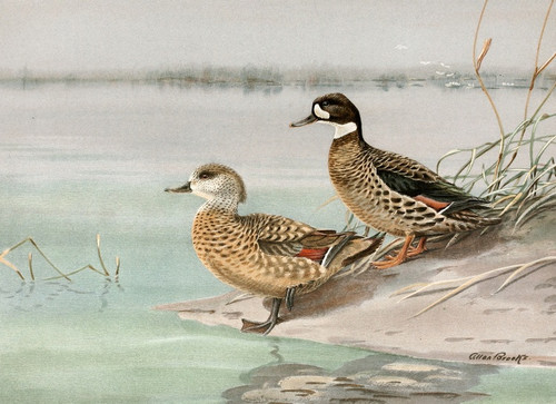 Digital Print - Crested Duck, Bronze-Winged Duck by Allan Brooks