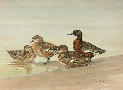 Digital Print - Gray Teal, Chestnut-Breasted Teal by Allan Brooks