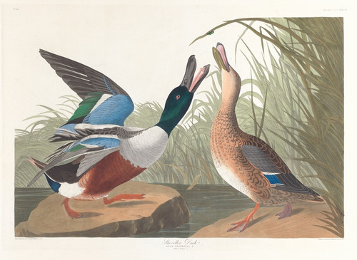 Digital Print - Shoveller duck by John James Audubon