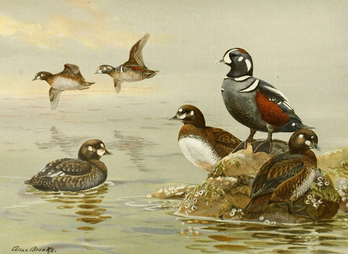 Digital Print - Harlequin Duck by Allan Brooks