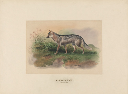 Digital Print - Azara's Fox by Joseph Wolf