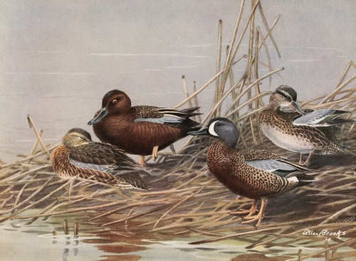 Digital Print - Cinnamon Teal, Blue-Winged Teal by Allan Brooks