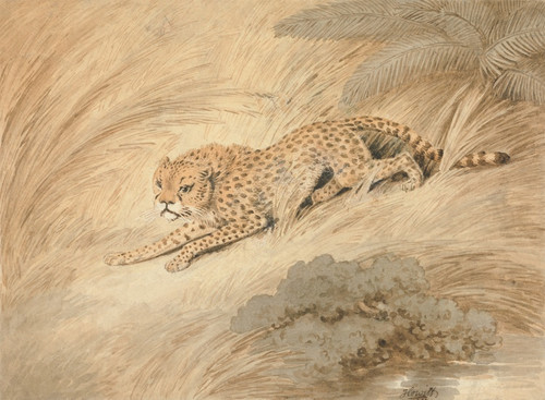 Digital Print - A Cheetah Crouching by a Pool by Samuel Howitt