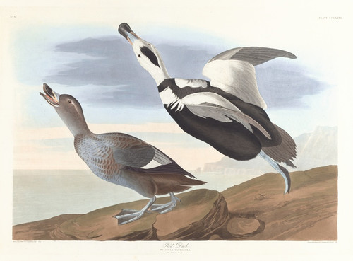 Digital Print - Pied duck by John James Audubon