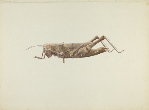 Digital Print - Grasshopper Weather Vane by Joseph Goldberg
