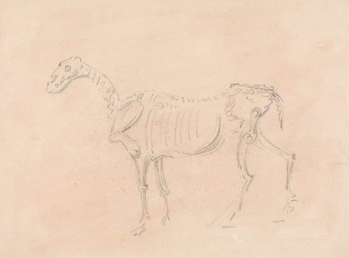 Digital Print - Horse Skeleton by Sawrey Gilpin