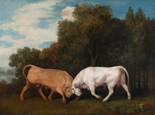 Digital Print - Bulls Fighting by George Stubbs