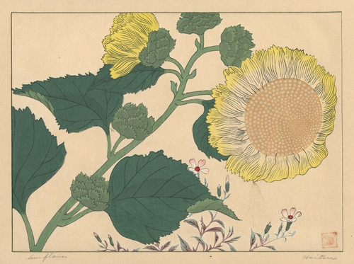 Digital Print - Sun flowers by Sakai Hoitsu