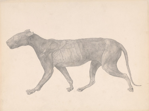 Digital Print - Tiger, Lateral View, with Skin and Tissue Removed by George Stubbs