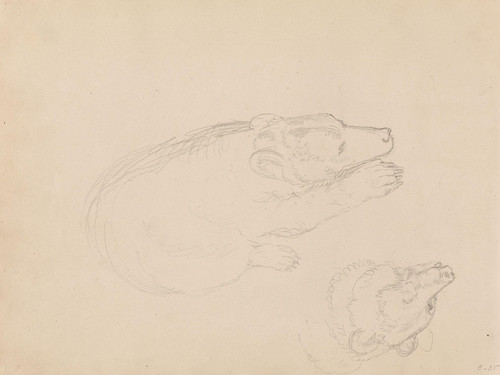 Digital Print - Studies of bears by Adolph Tidemand
