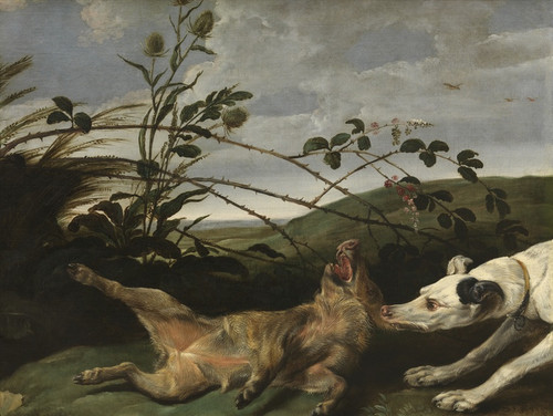 Digital Print - Dog attacking wild boar piglet by Daniel Schultz