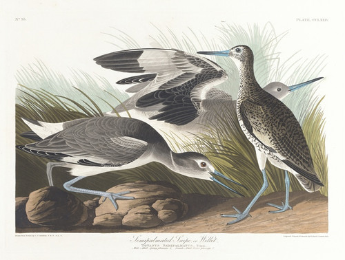 Digital Print - Semipalmated snipe or willet by John James Audubon