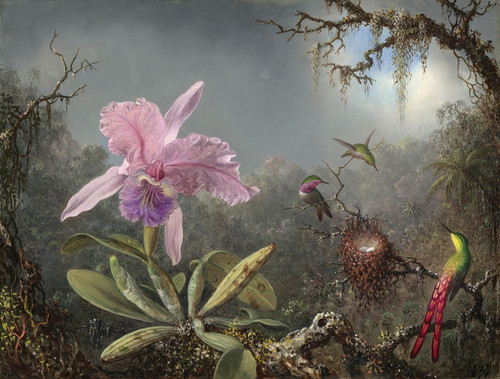 Digital Print - Cattleya Orchid and Three Hummingbirds by Martin Johnson Heade