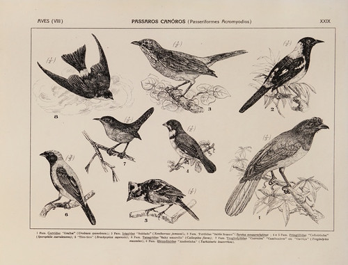 Digital Print - Atlas da Fauna do Brasil Pl.29 by Rodolpho von Ihering
