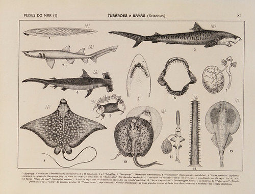Digital Print - Atlas da Fauna do Brasil Pl.11 by Rodolpho von Ihering