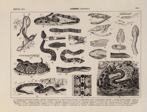 Digital Print - Atlas da Fauna do Brasil Pl.21 by Rodolpho von Ihering