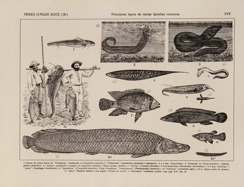Digital Print - Atlas da Fauna do Brasil Pl.17 by Rodolpho von Ihering