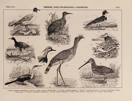Digital Print - Atlas da Fauna do Brasil Pl.24 by Rodolpho von Ihering