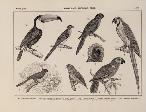 Digital Print - Atlas da Fauna do Brasil Pl.27 by Rodolpho von Ihering