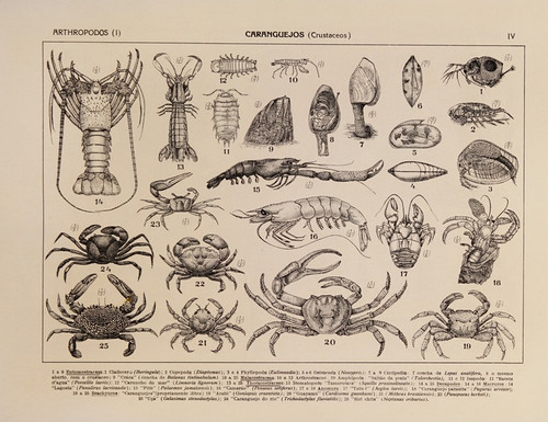 Digital Print - Atlas da Fauna do Brasil Pl.04 by Rodolpho von Ihering