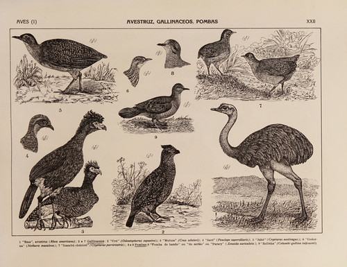 Digital Print - Atlas da Fauna do Brasil Pl.22 by Rodolpho von Ihering