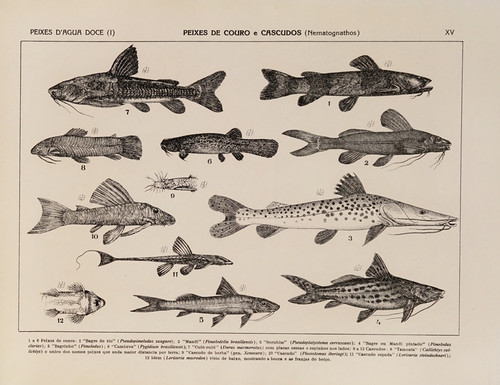Digital Print - Atlas da Fauna do Brasil Pl.15 by Rodolpho von Ihering