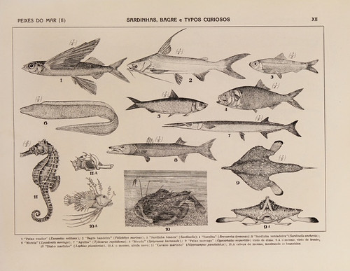 Digital Print - Atlas da Fauna do Brasil Pl.12 by Rodolpho von Ihering