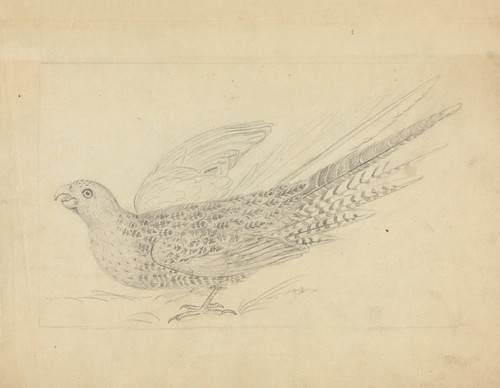 Digital Print - A Parrot 2 by James Sowerby