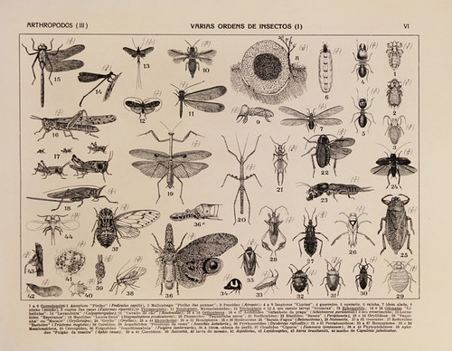 Digital Print - Atlas da Fauna do Brasil Pl.06 by Rodolpho von Ihering