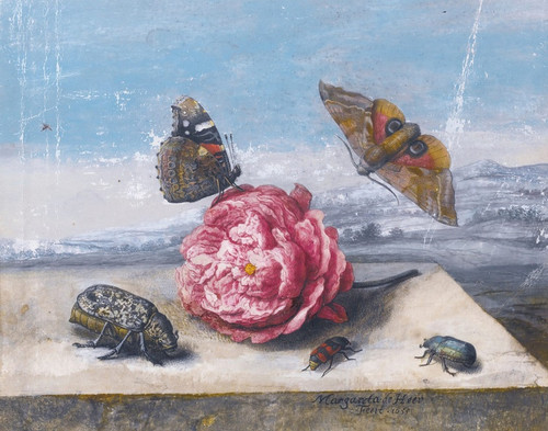 Digital Print - Still Life With Insects Around A Rose On A Stone Ledge by Margareta de Heer
