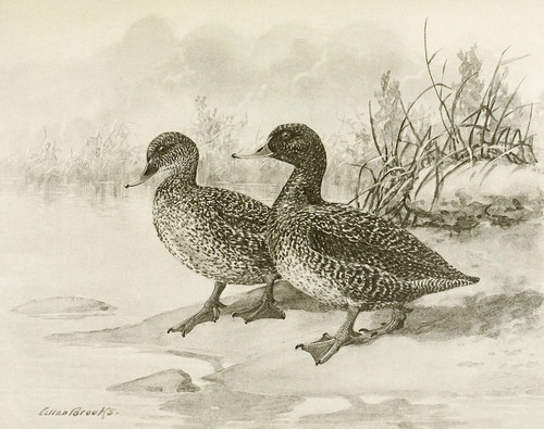 Digital Print - Freckled Duck by Allan Brooks