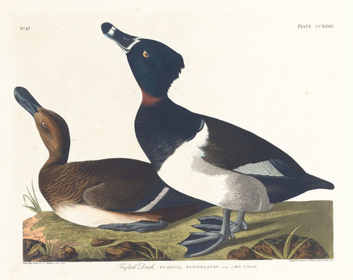 Digital Print - Tufted duck by John James Audubon
