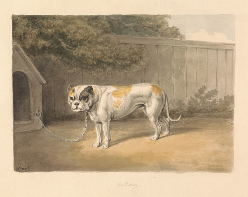 Digital Print - A Bulldog by Samuel Howitt