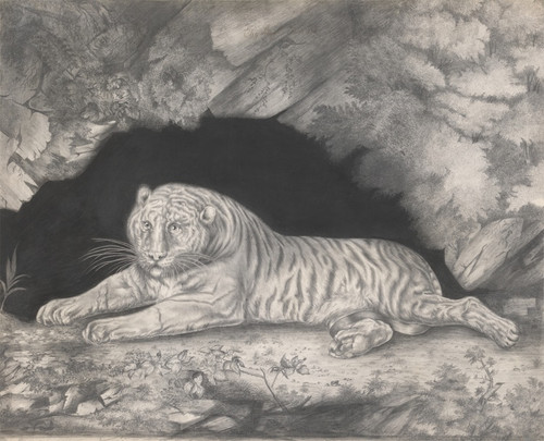 Digital Print - A Tiger Lying in the Entrance of a Cave by Elizabeth Pringle Digital Print - A Tiger Lying in the Entrance of a Cave by Elizabeth Pringle