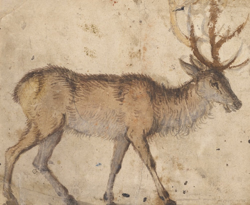 Digital Print - Study of a Stag by Lucas Cranach the Elder